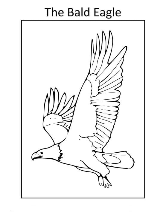 Proud Bald Eagle Coloring Pages Printable 12