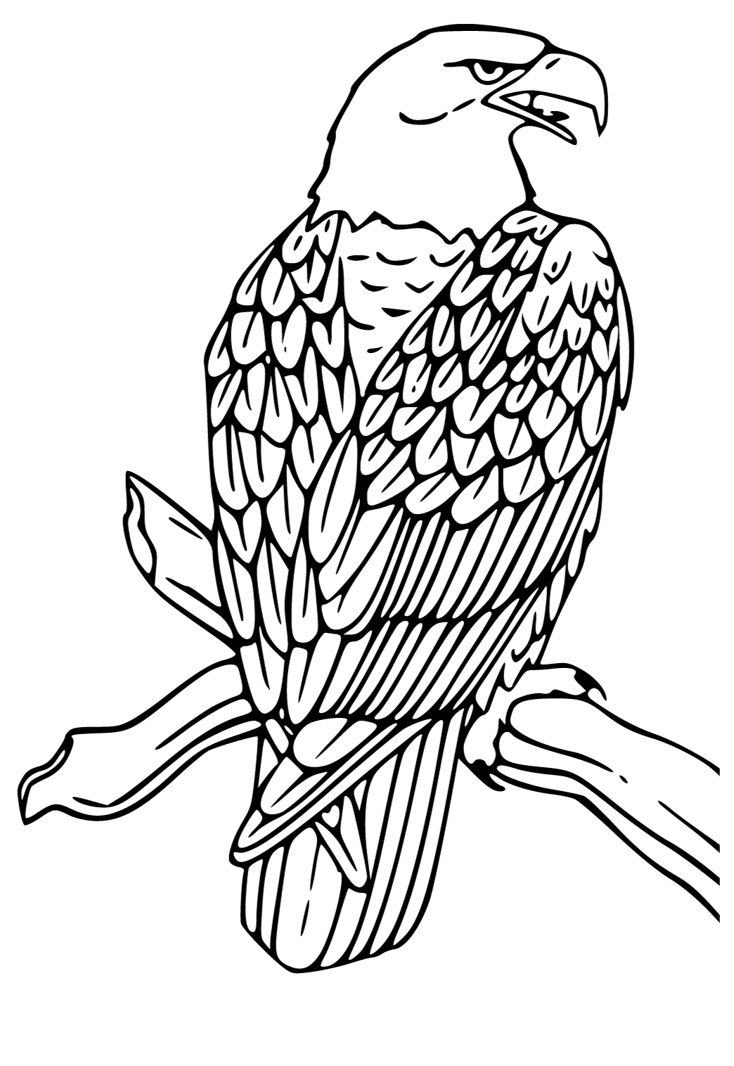 Proud Bald Eagle Coloring Pages Printable 14