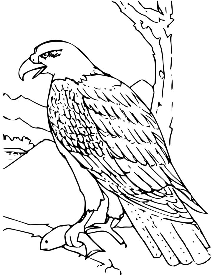 Proud Bald Eagle Coloring Pages Printable 15