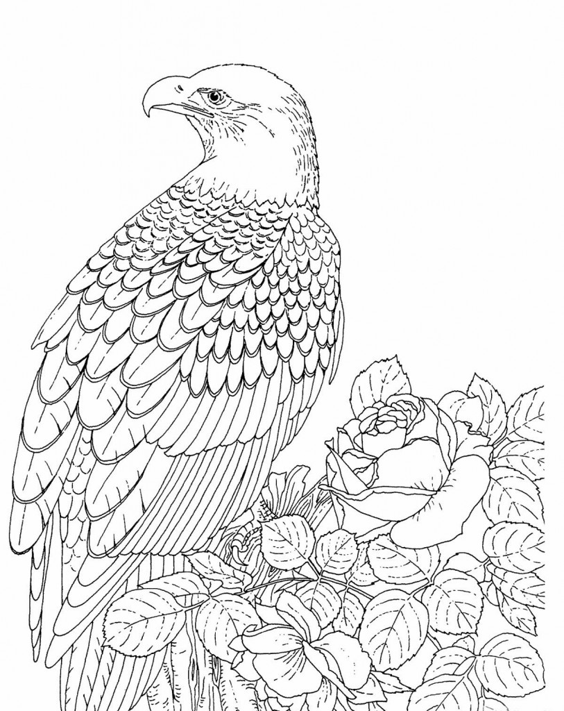 Proud Bald Eagle Coloring Pages Printable 18