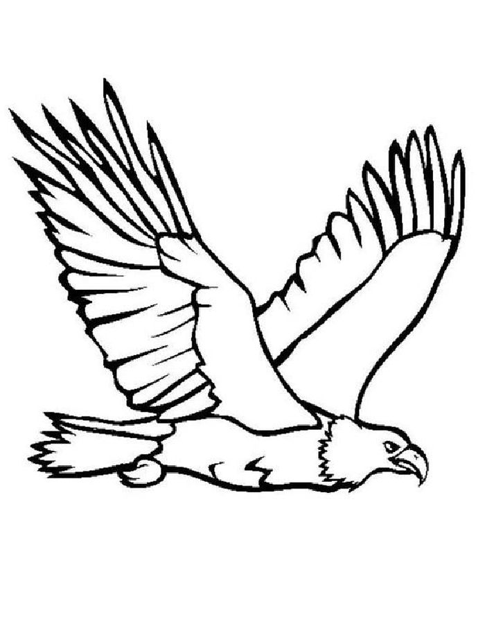 Proud Bald Eagle Coloring Pages Printable 22