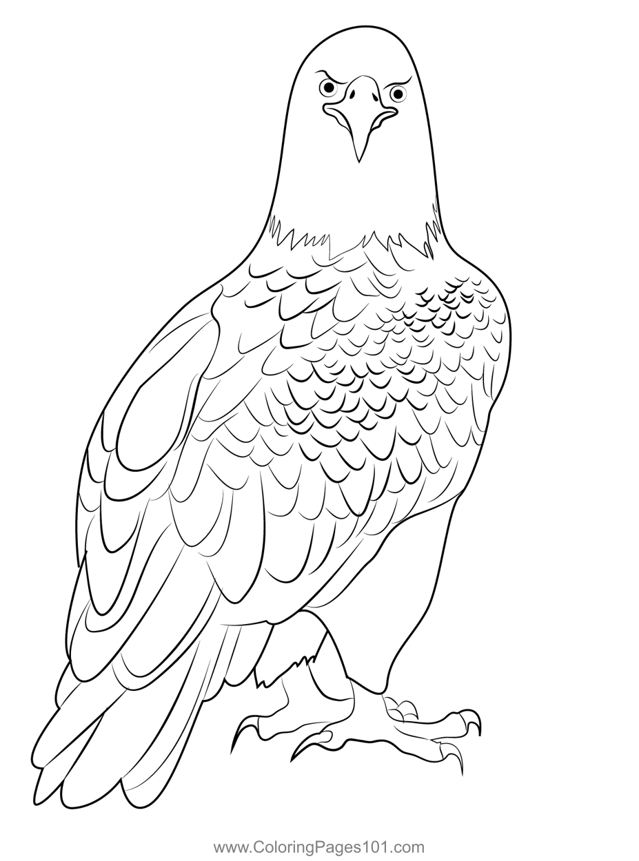 Proud Bald Eagle Coloring Pages Printable 27