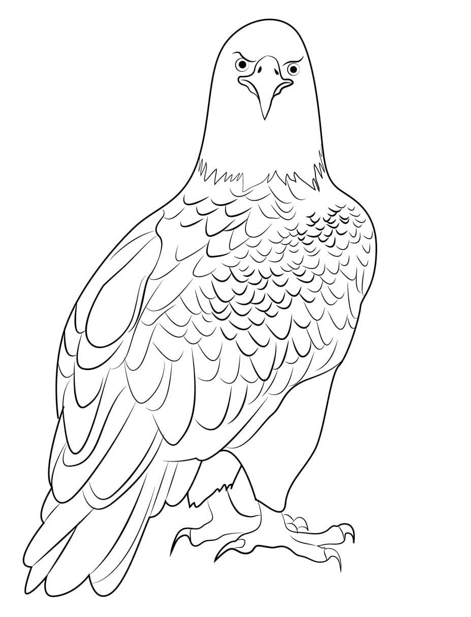 Proud Bald Eagle Coloring Pages Printable 32