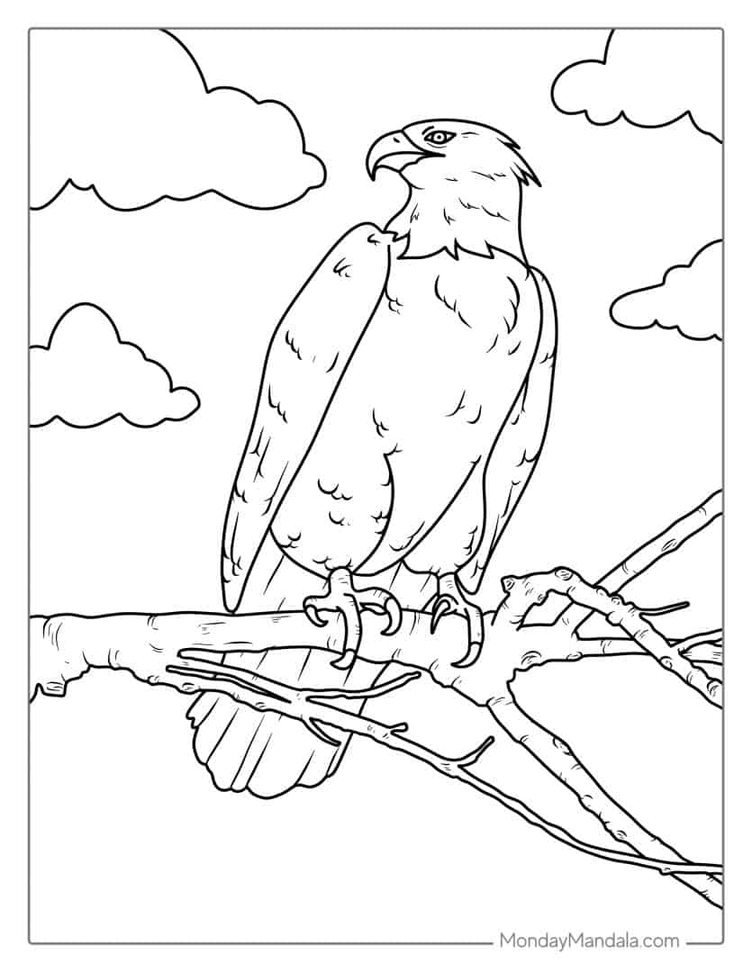 Proud Bald Eagle Coloring Pages Printable 34