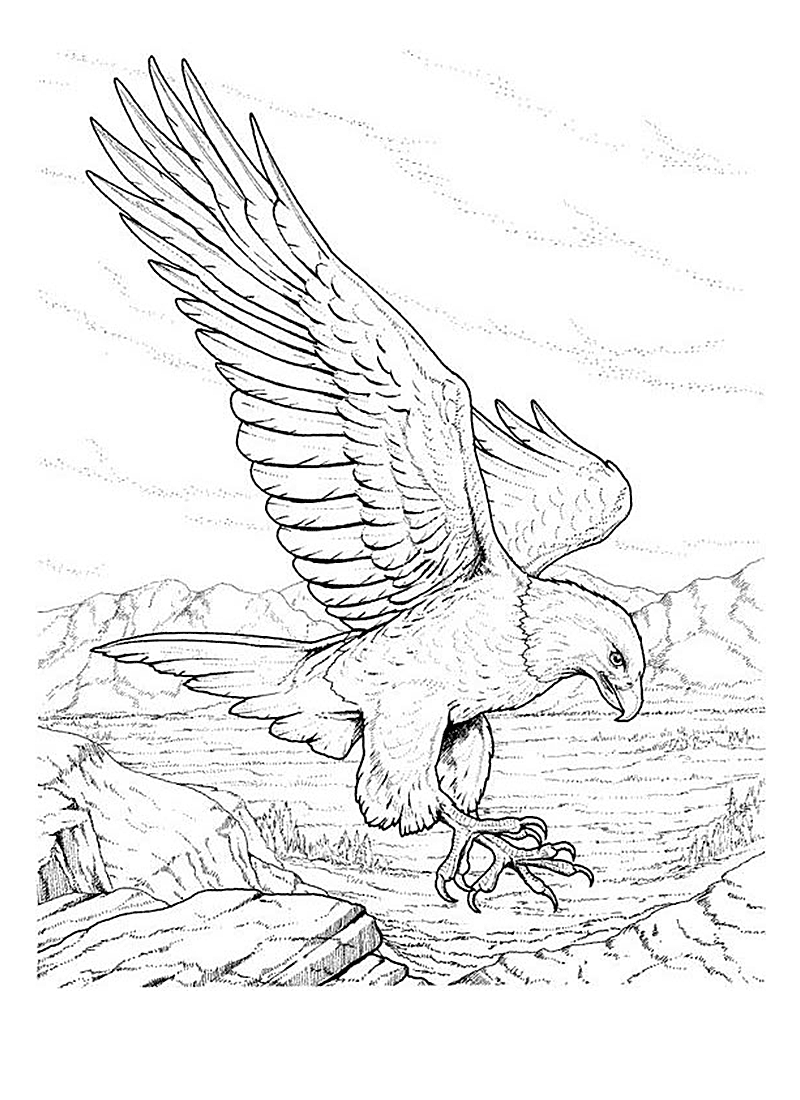 Proud Bald Eagle Coloring Pages Printable 35