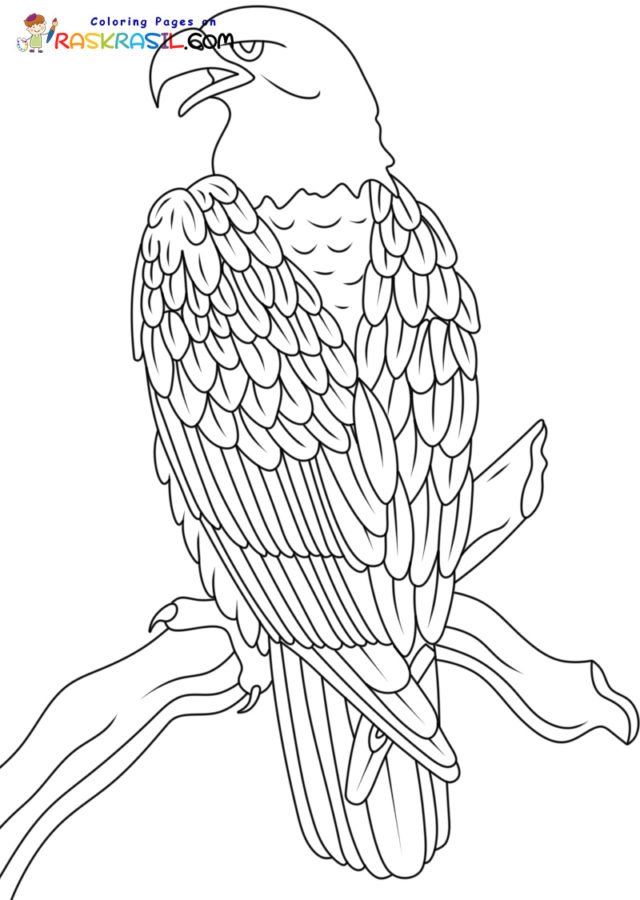 Proud Bald Eagle Coloring Pages Printable 5