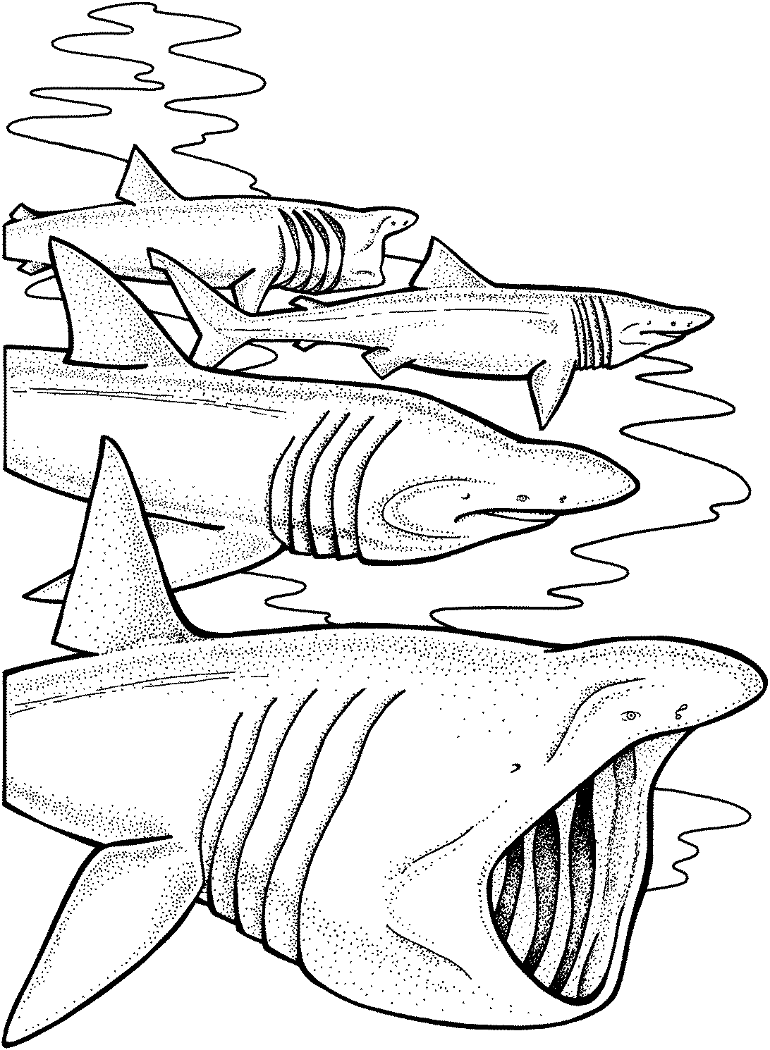 29 Massive Whale Shark Coloring Page Printable 15