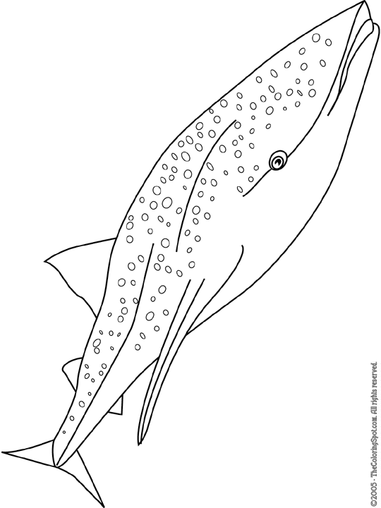 29 Massive Whale Shark Coloring Page Printable 24