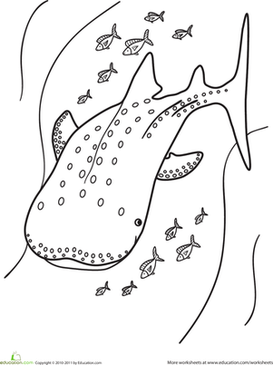 29 Massive Whale Shark Coloring Page Printable 25