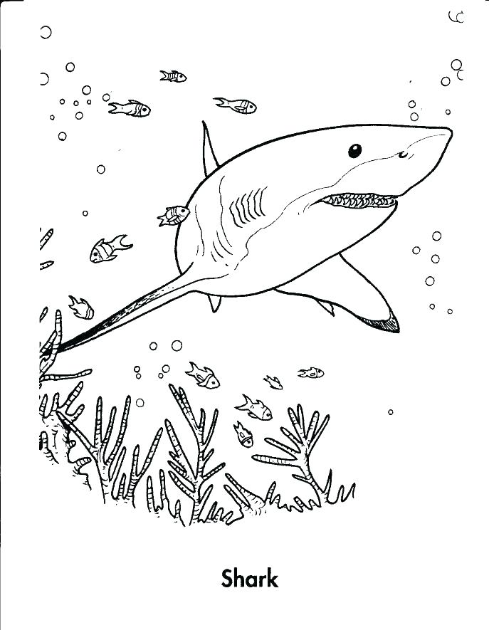 29 Massive Whale Shark Coloring Page Printable 30