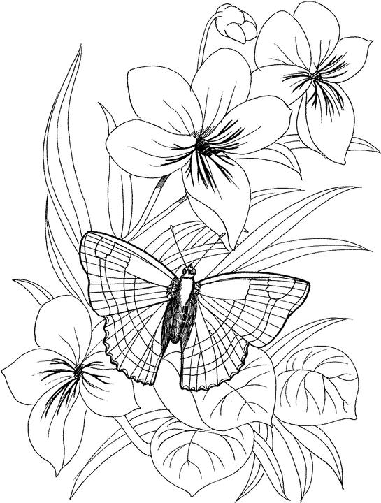 30 Elegant Flower Coloring Pages for Adults Printable 6