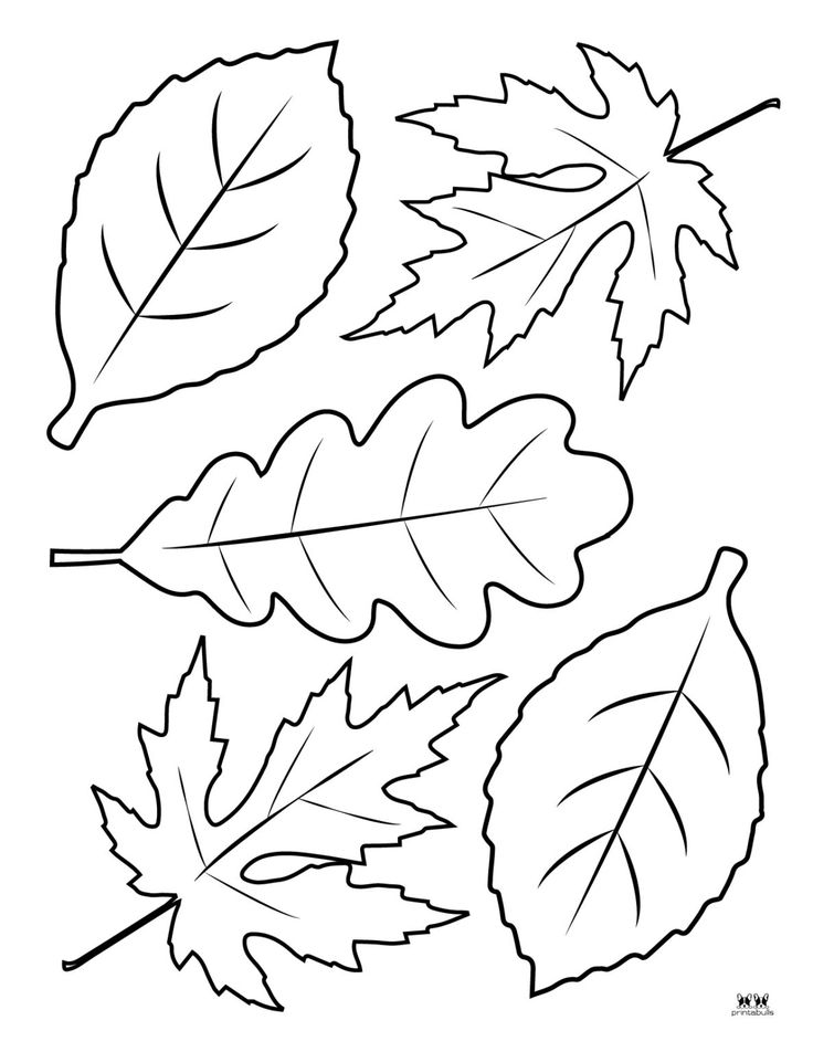 30 Leaf Coloring Pages for Kids Printable 11