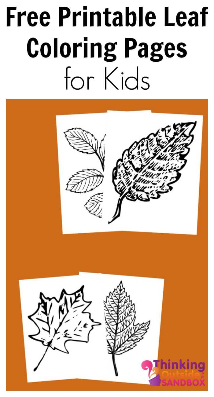 30 Leaf Coloring Pages for Kids Printable 20