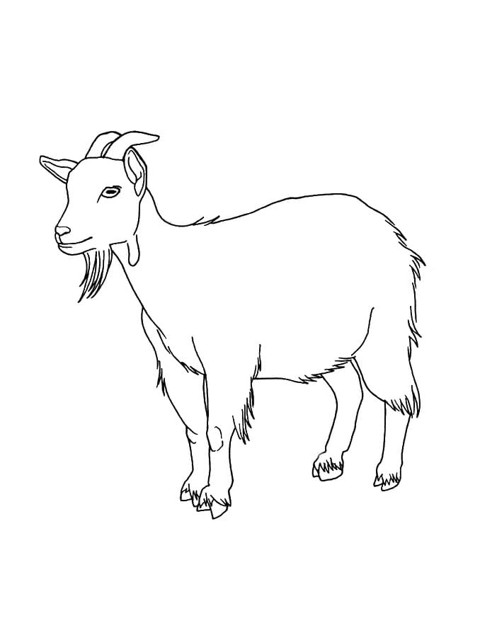 31 Goats Coloring Pages Printable 15