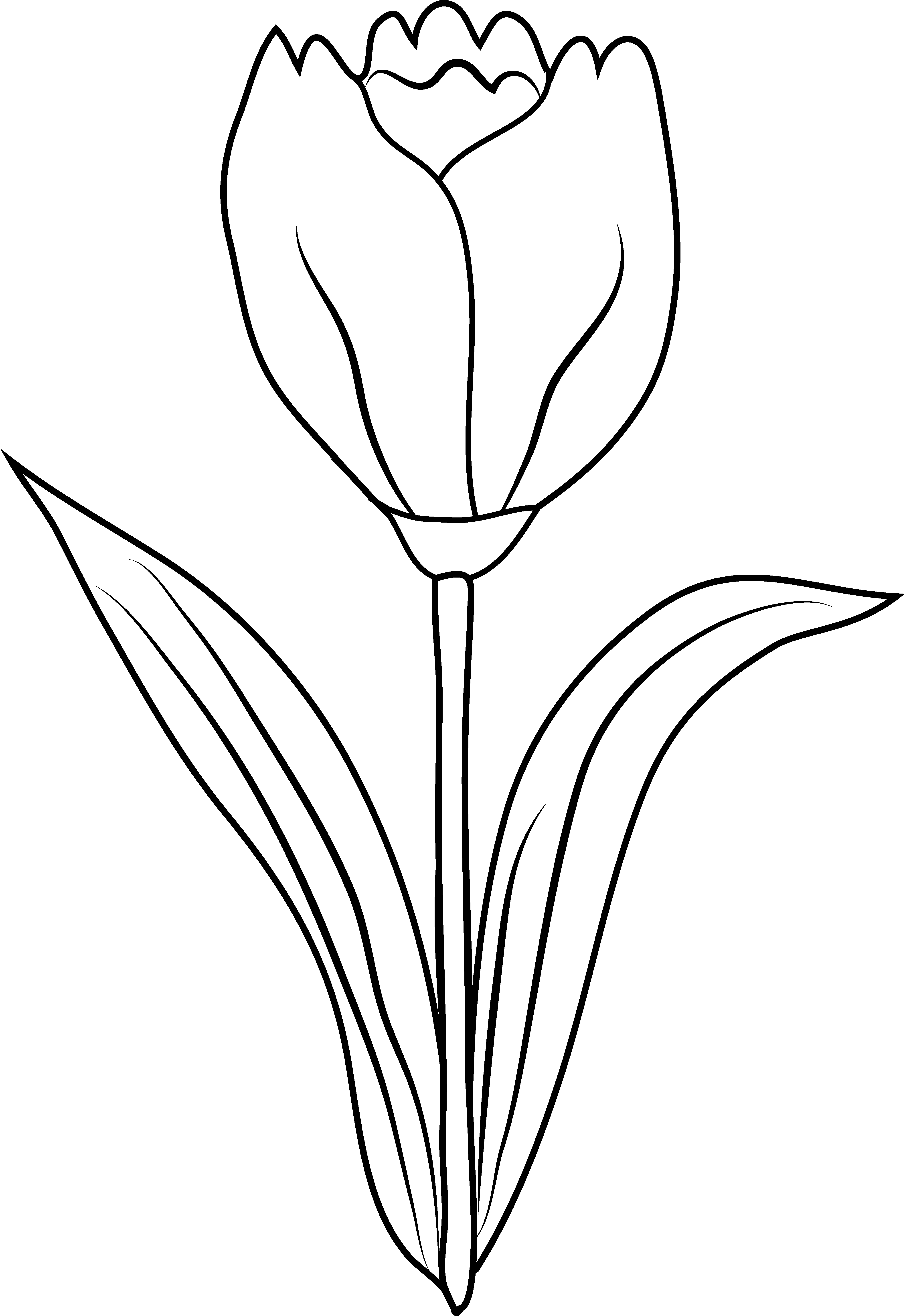 31 Lovely Tulip Coloring Pages Printable 10