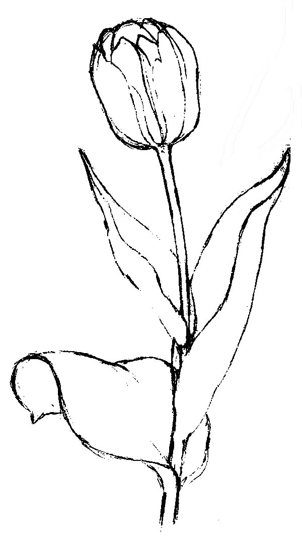 31 Lovely Tulip Coloring Pages Printable 15