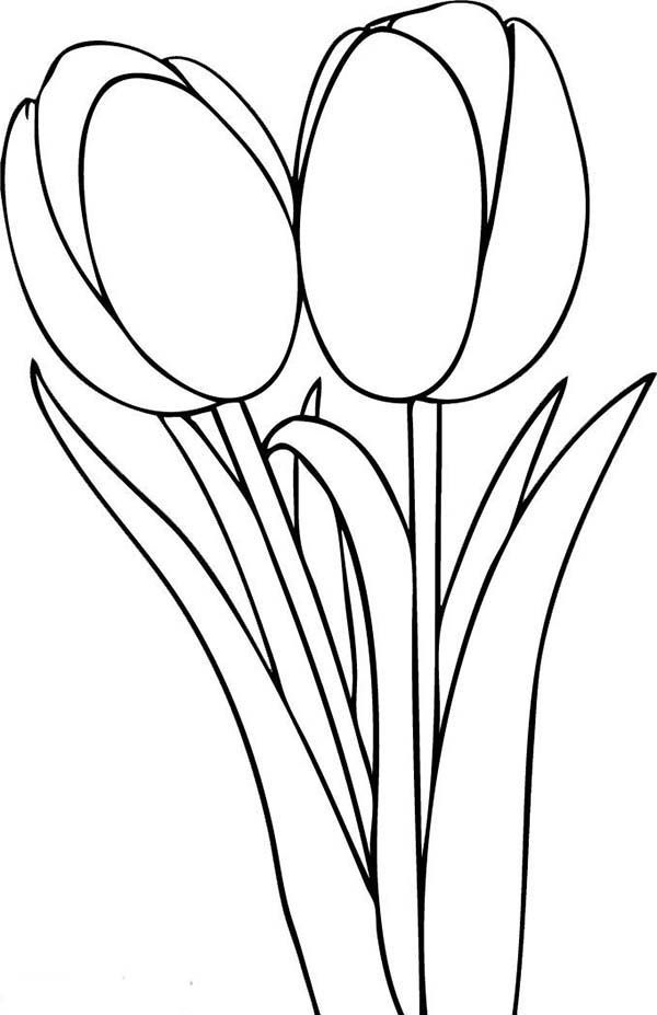 31 Lovely Tulip Coloring Pages Printable 19