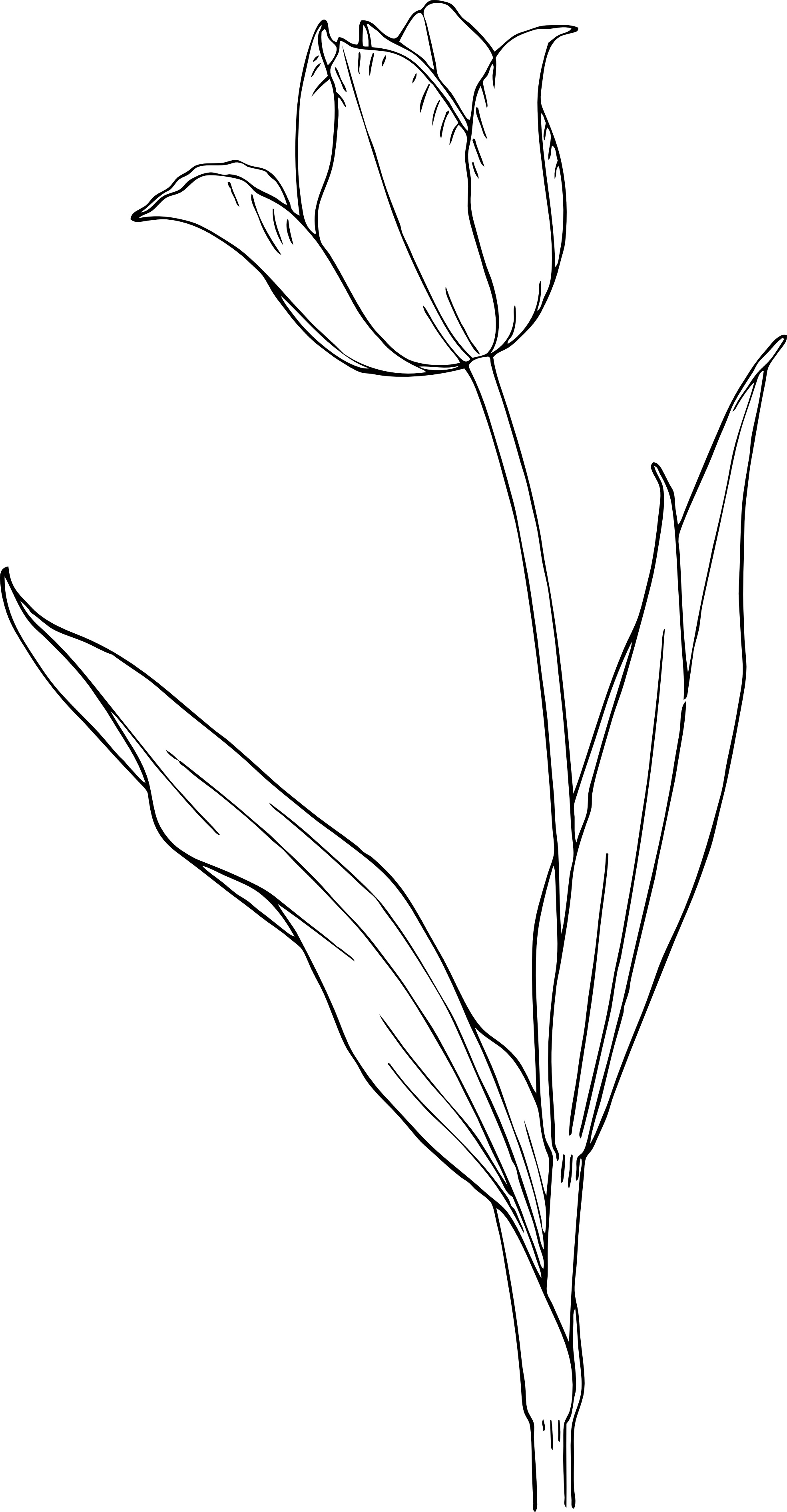 31 Lovely Tulip Coloring Pages Printable 2