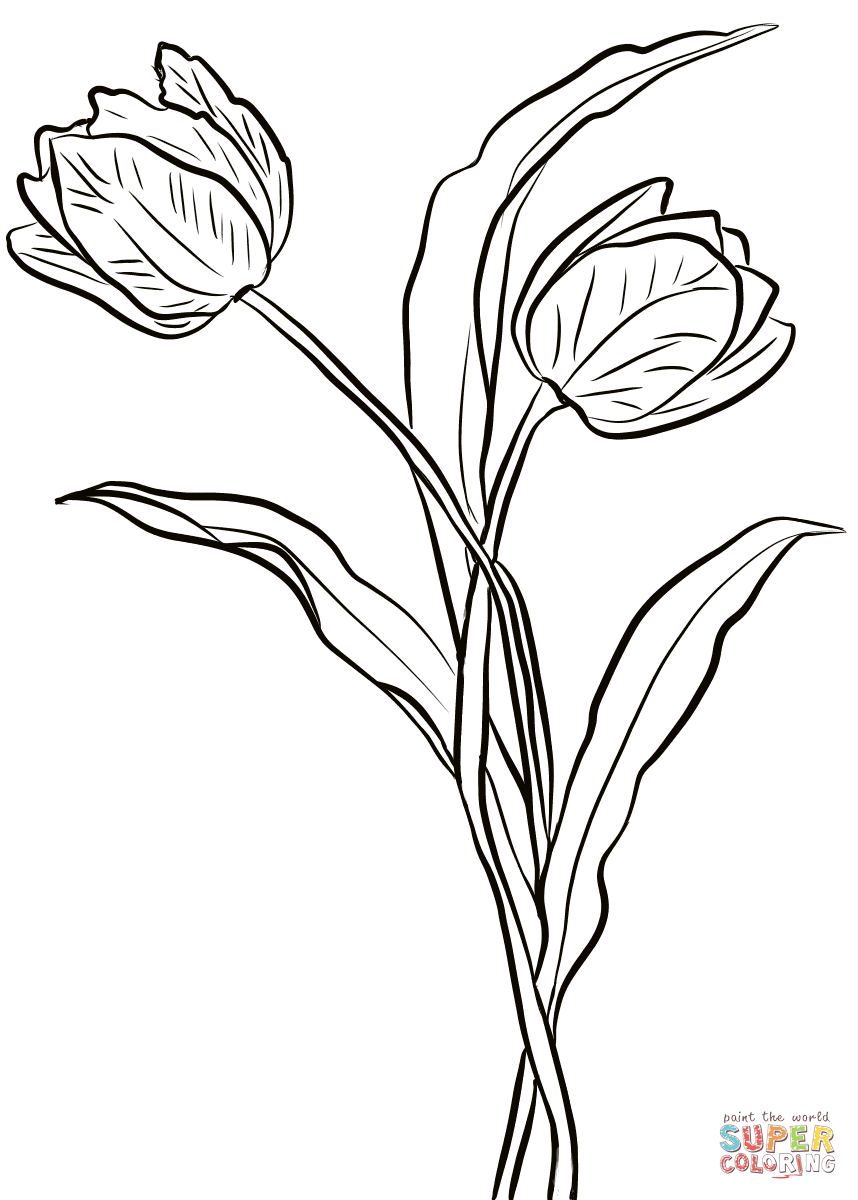 31 Lovely Tulip Coloring Pages Printable 22