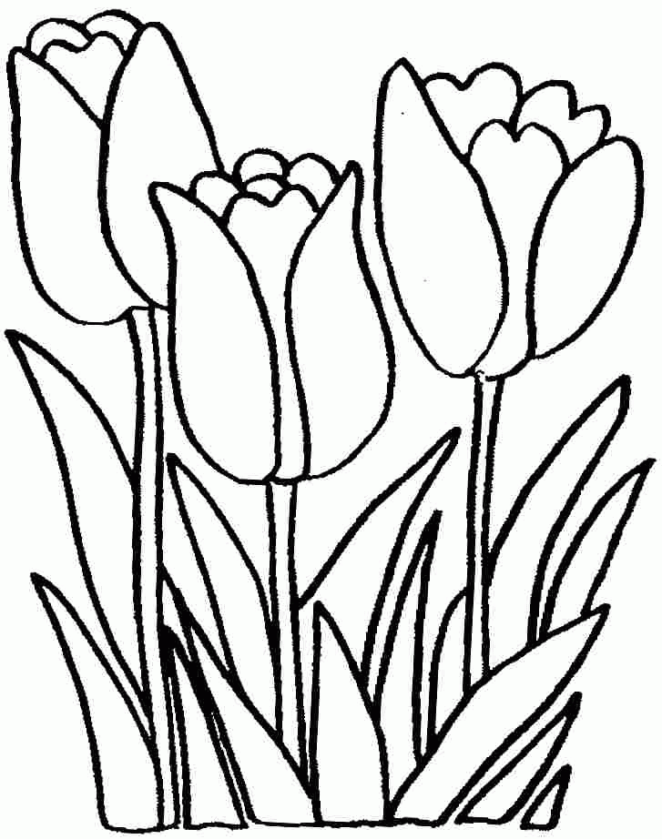 31 Lovely Tulip Coloring Pages Printable 27