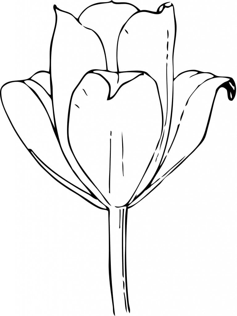 31 Lovely Tulip Coloring Pages Printable 32