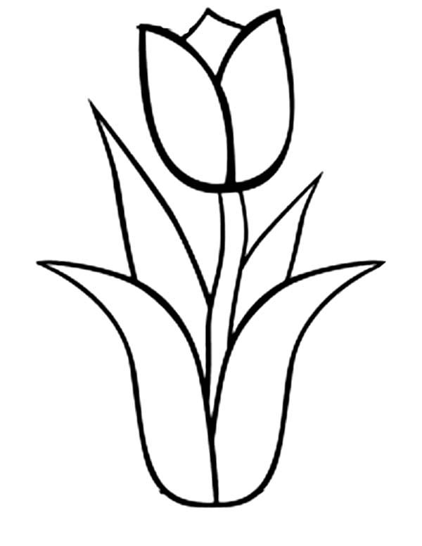 31 Lovely Tulip Coloring Pages Printable 6