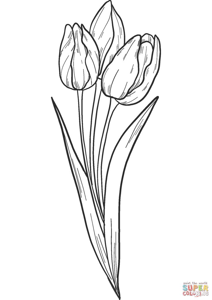 31 Lovely Tulip Coloring Pages Printable 8