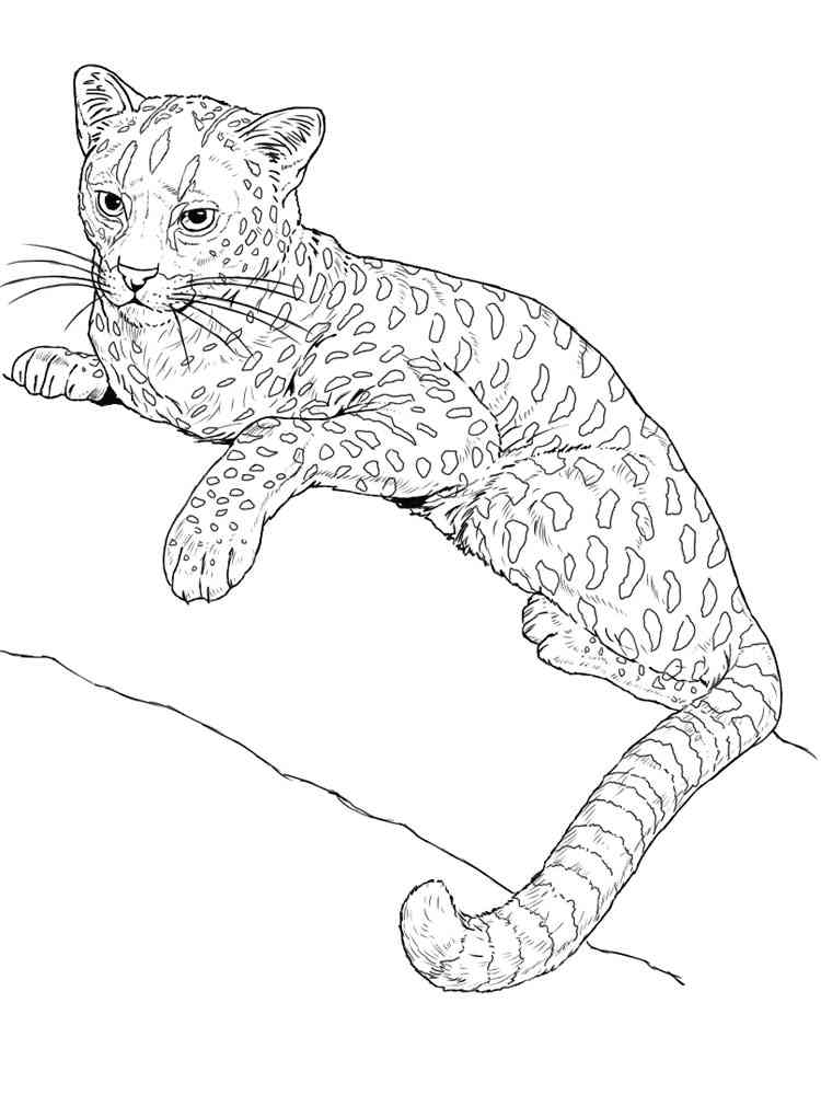 31 Wild Cat Coloring Pages Printable 2