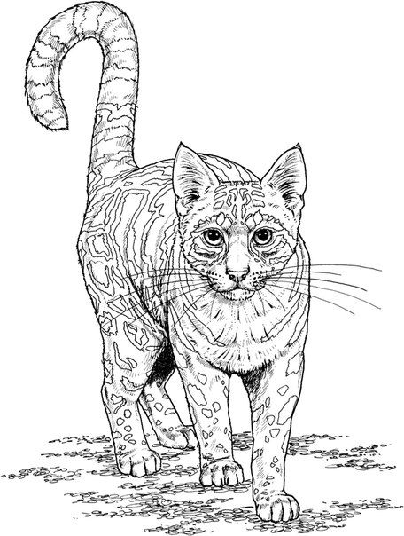 31 Wild Cat Coloring Pages Printable 20