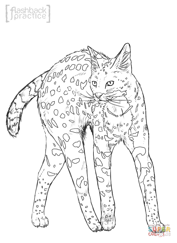 31 Wild Cat Coloring Pages Printable 25