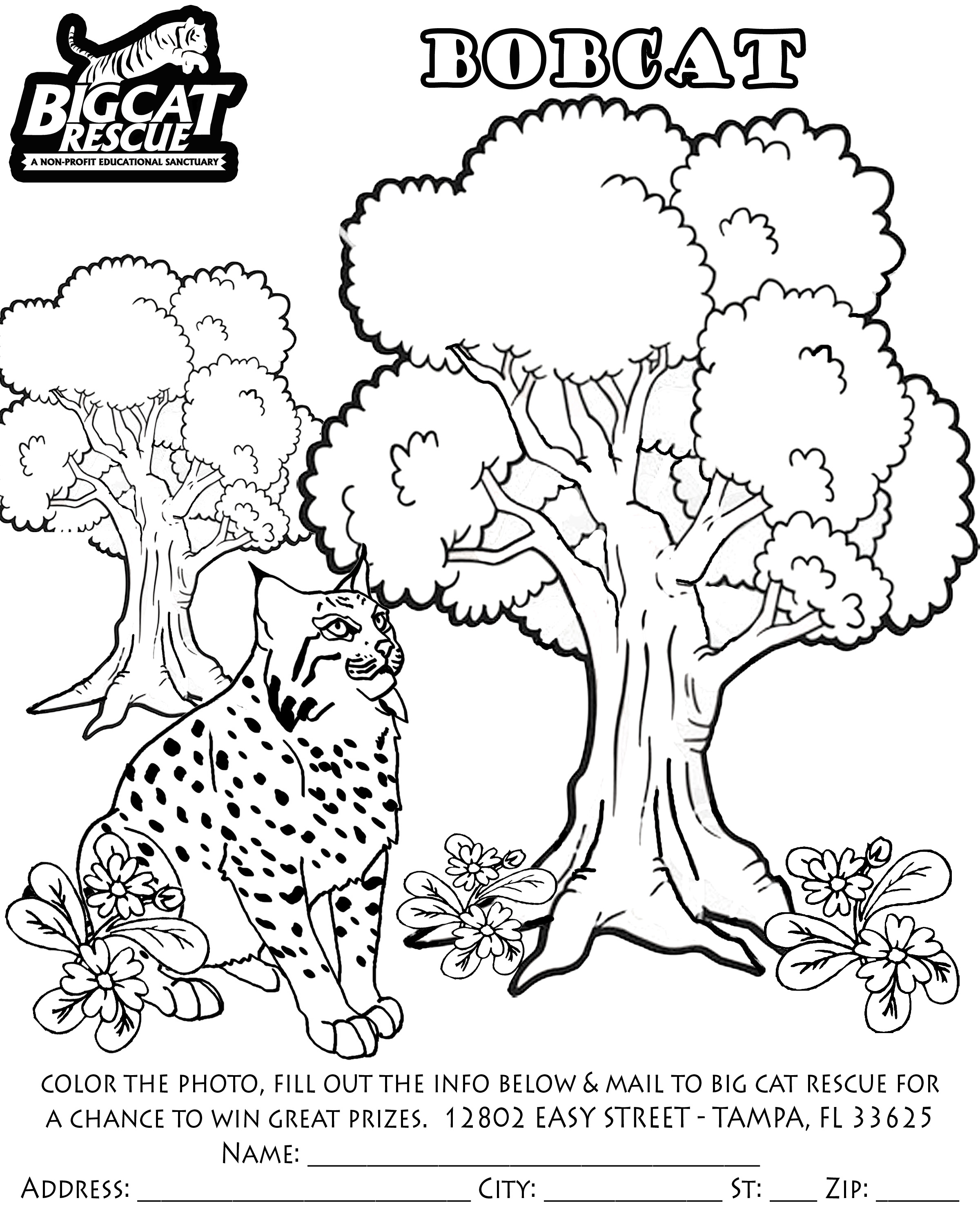 31 Wild Cat Coloring Pages Printable 29