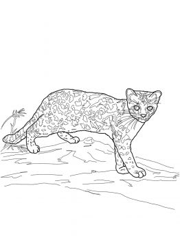 31 Wild Cat Coloring Pages Printable 5