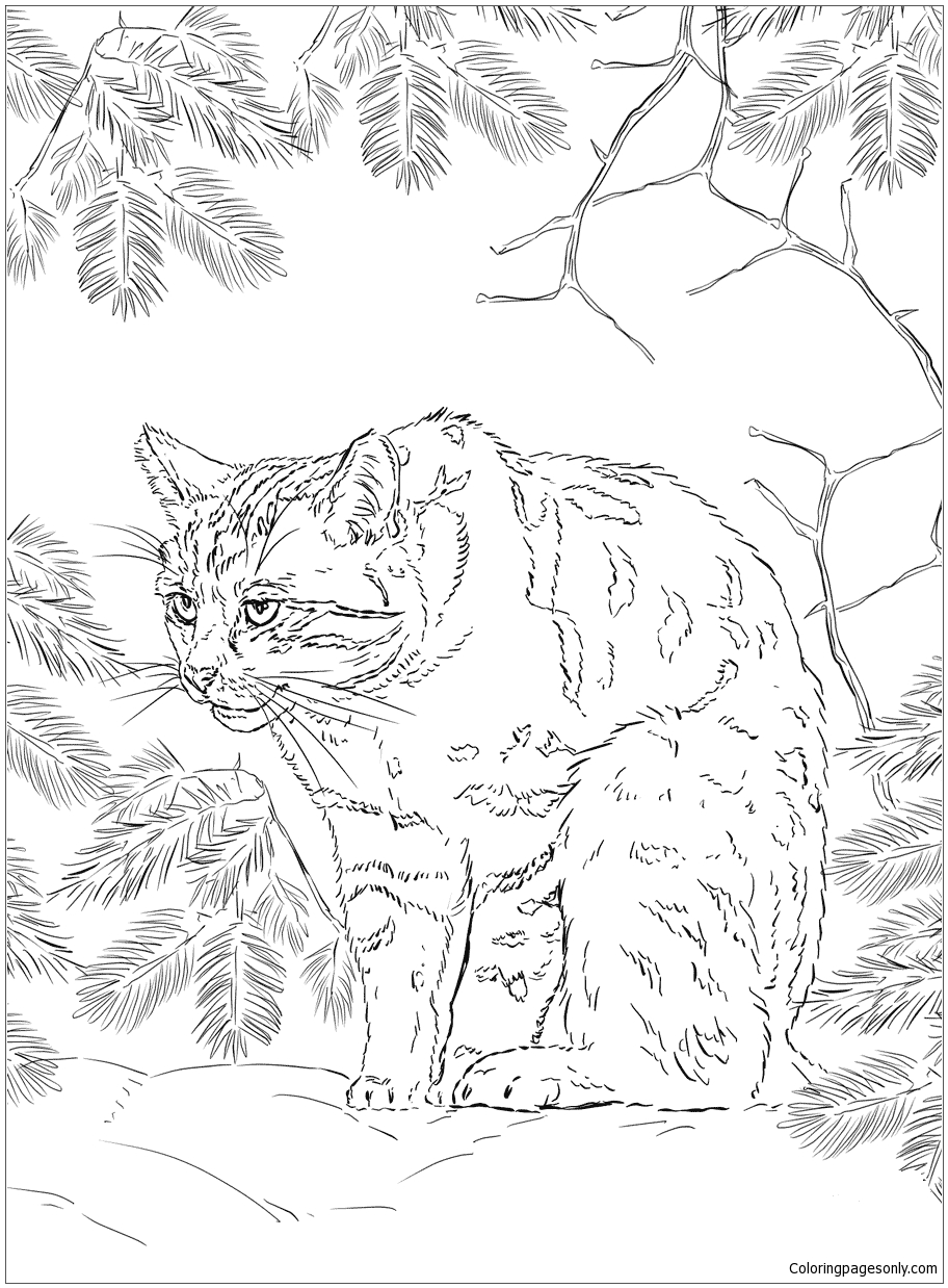 31 Wild Cat Coloring Pages Printable 6