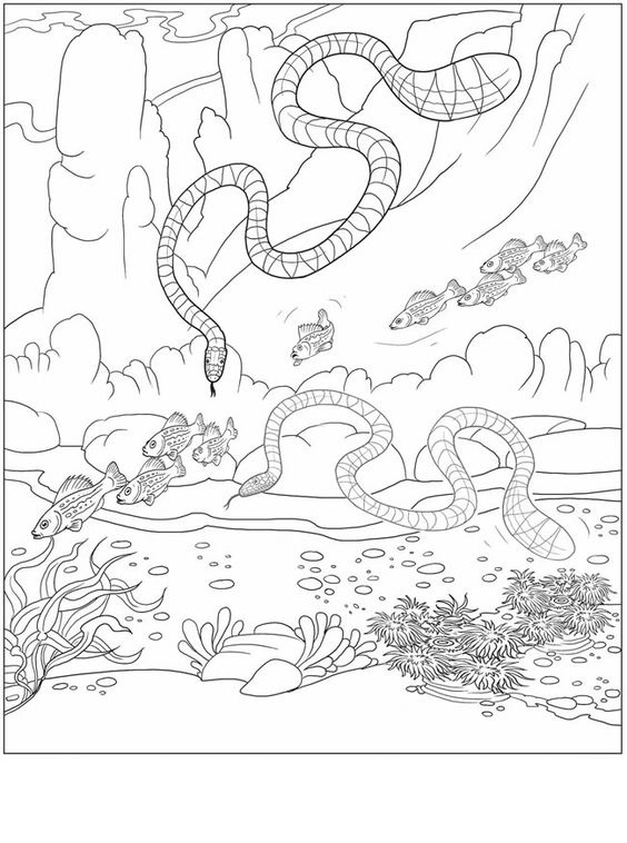 32 Anaconda Coloring Pages Printable 13