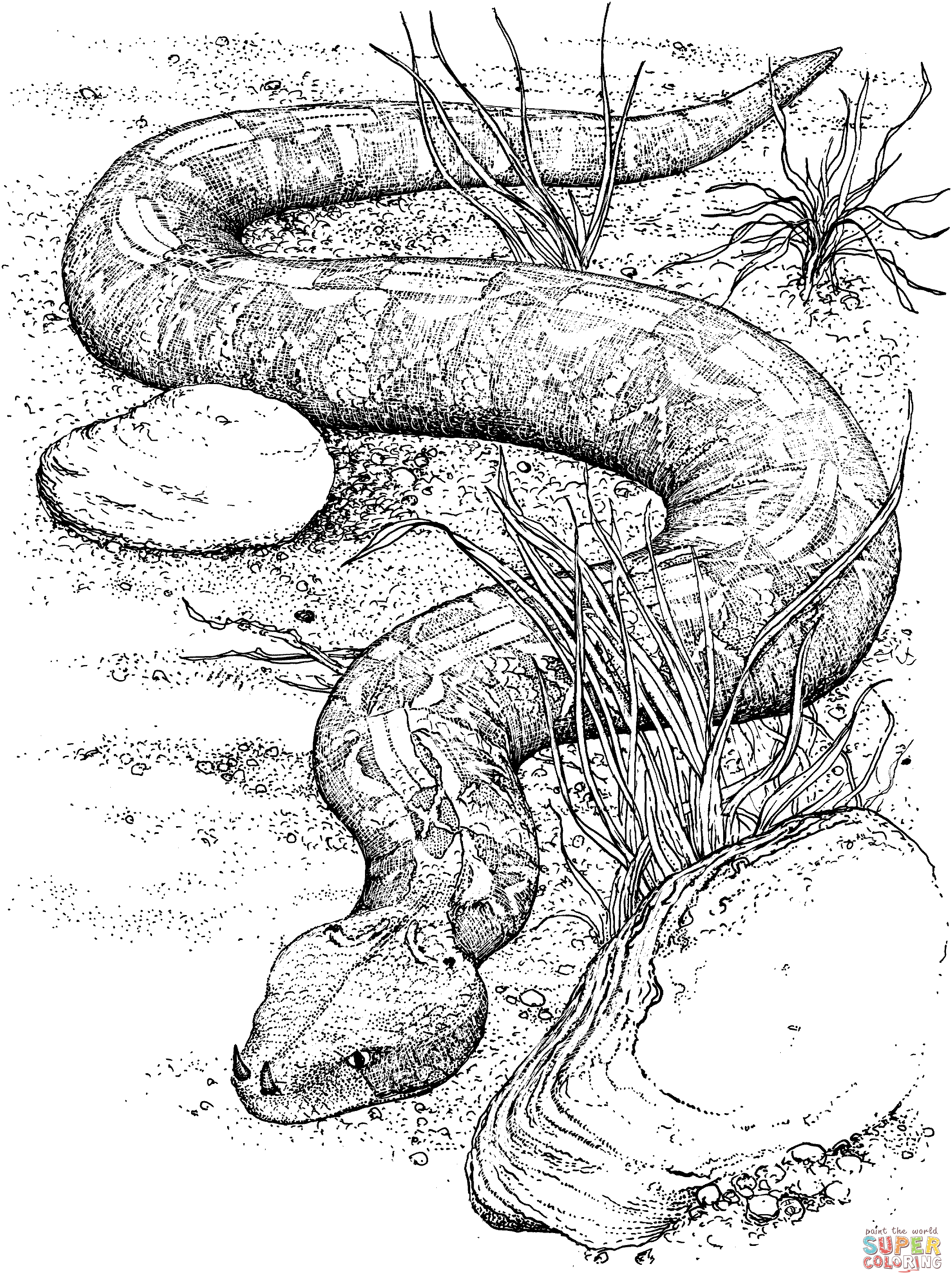 32 Anaconda Coloring Pages Printable 19