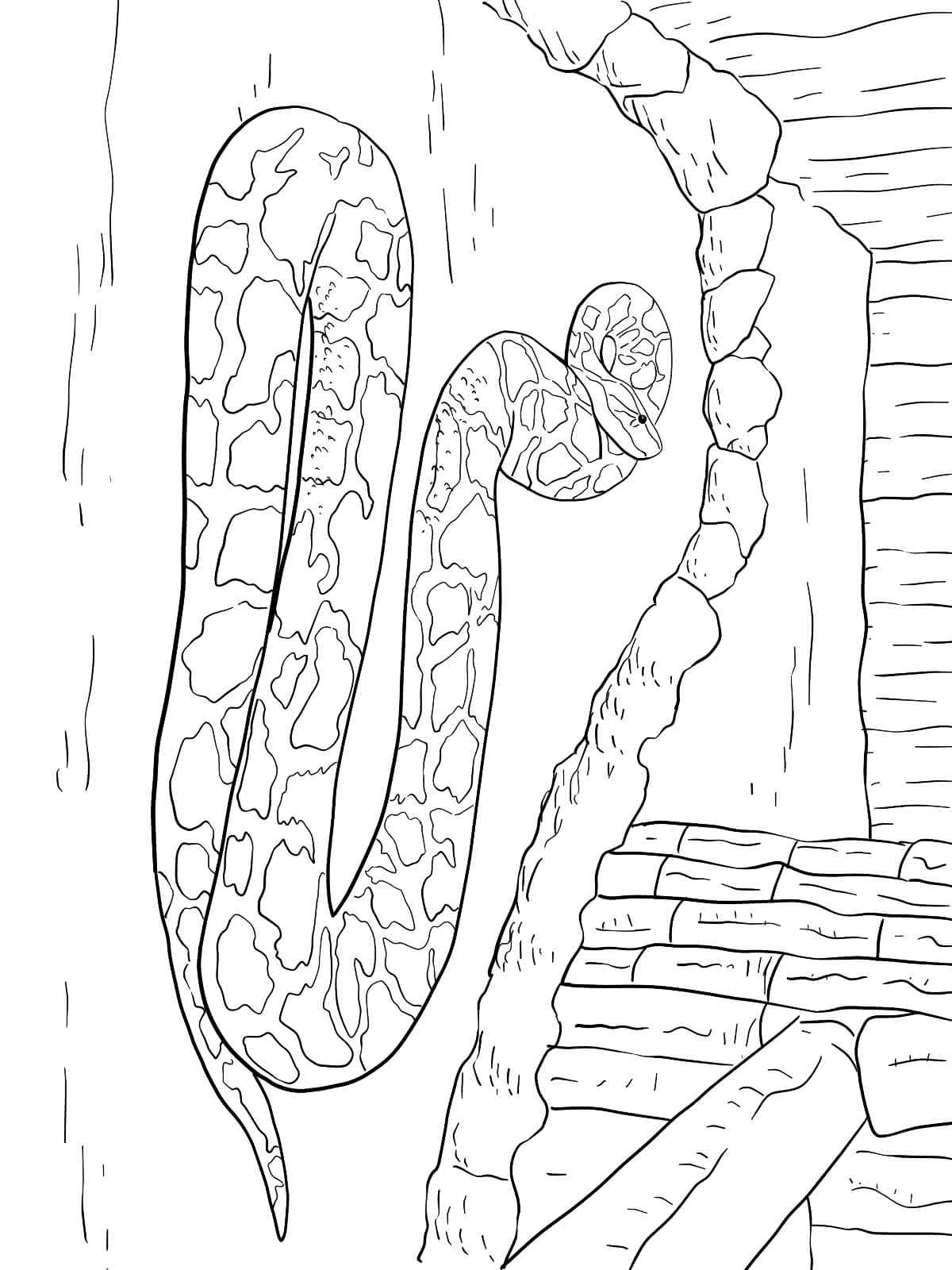 32 Anaconda Coloring Pages Printable 2