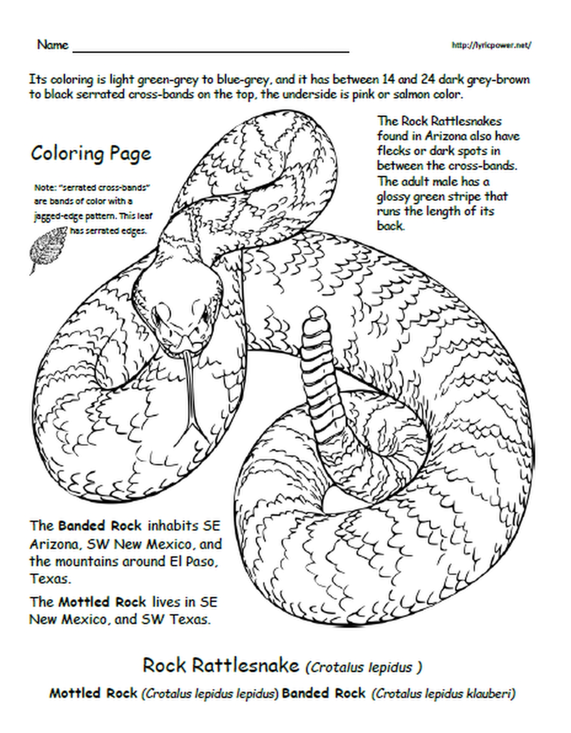 32 Anaconda Coloring Pages Printable 24