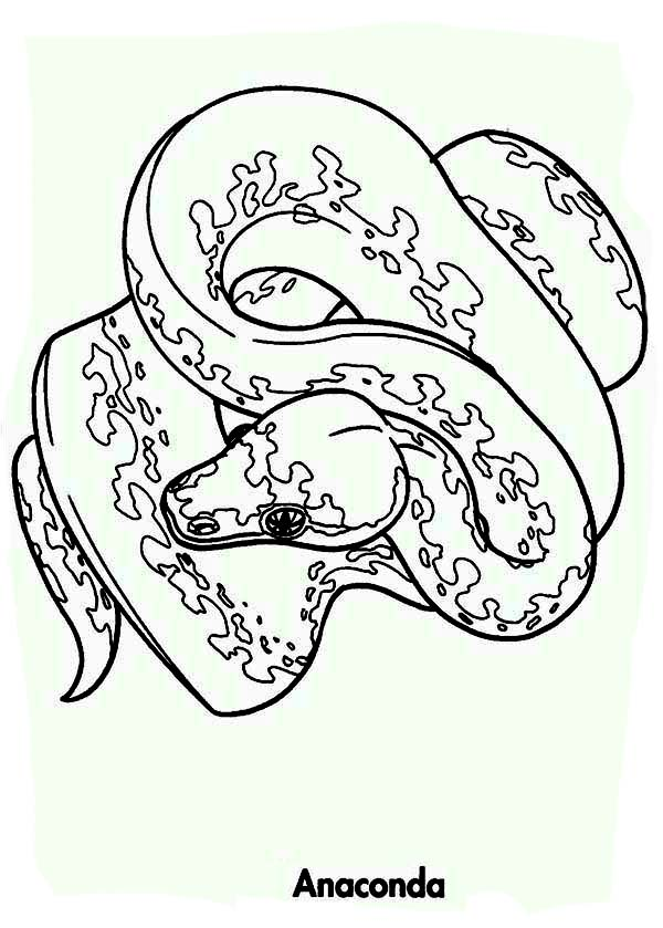 32 Anaconda Coloring Pages Printable 35