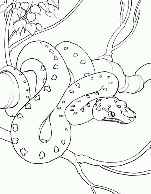 32 Anaconda Coloring Pages Printable 6