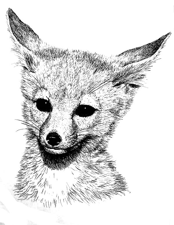 32 Fox Animal Coloring Pages Printable 23