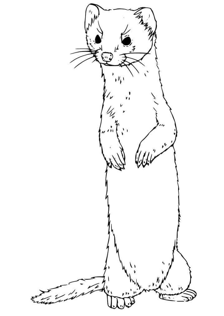 32 Playful Ferrets Coloring Pages Printable 1