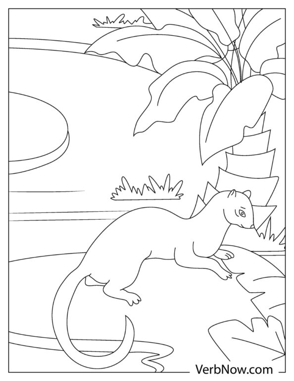 32 Playful Ferrets Coloring Pages Printable 10