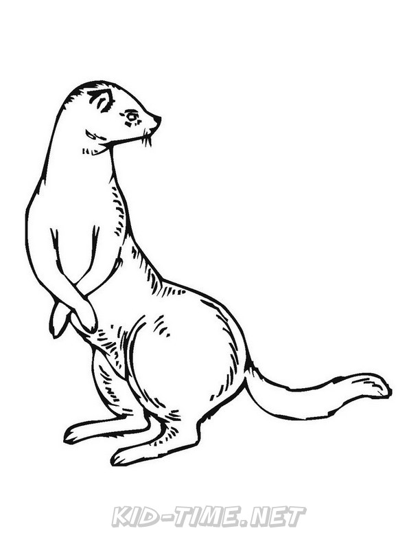 32 Playful Ferrets Coloring Pages Printable 16