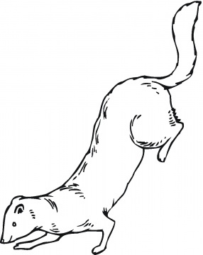 32 Playful Ferrets Coloring Pages Printable 21