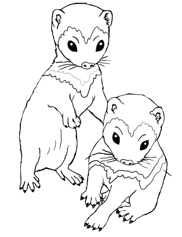 32 Playful Ferrets Coloring Pages Printable 29