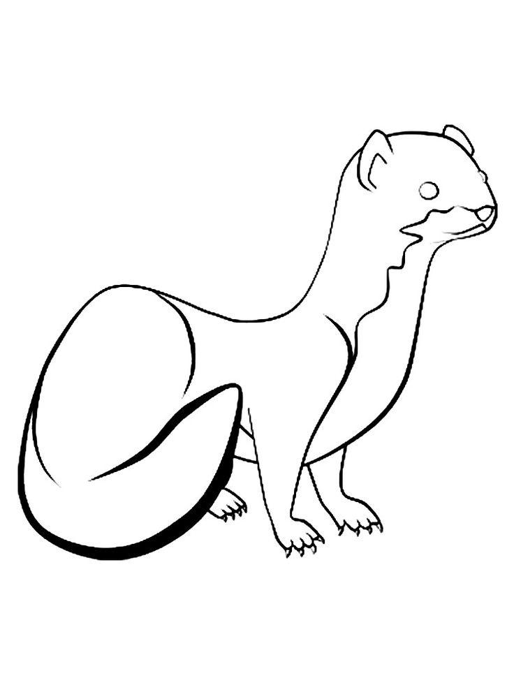 32 Playful Ferrets Coloring Pages Printable 3