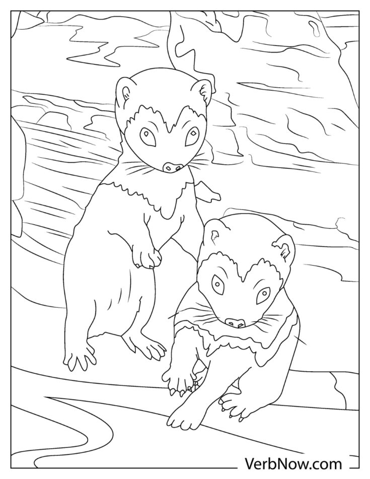 32 Playful Ferrets Coloring Pages Printable 35