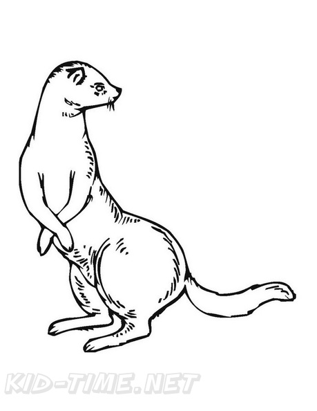 32 Playful Ferrets Coloring Pages Printable 4