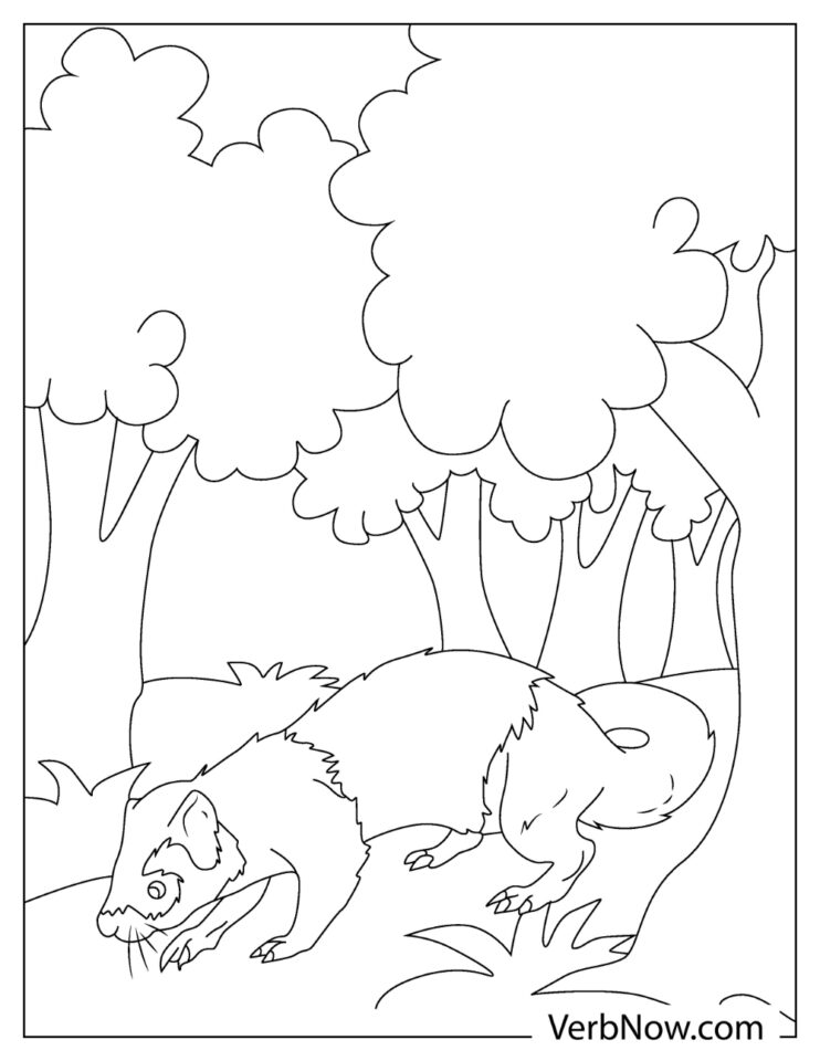 32 Playful Ferrets Coloring Pages Printable 8