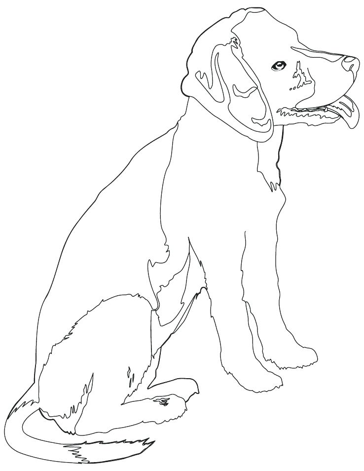 32 Rottweiler Coloring Pages Printable 10